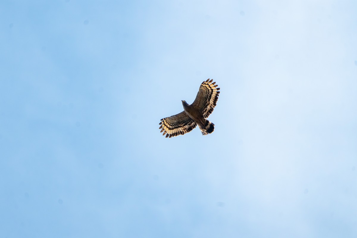 Crested Serpent-Eagle - ML632341987