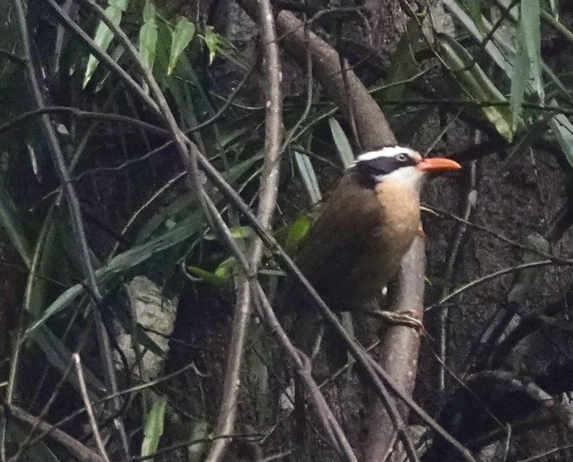 Brown-crowned Scimitar-Babbler - ML632342255