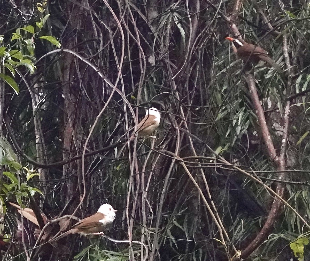 Brown-crowned Scimitar-Babbler - ML632342256
