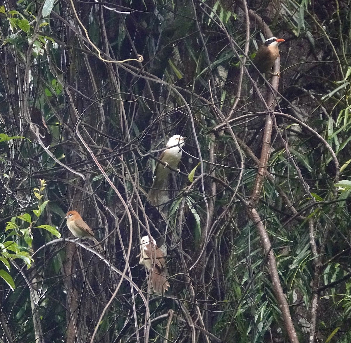 Brown-crowned Scimitar-Babbler - ML632342257