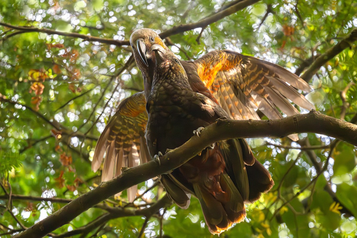 New Zealand Kaka - ML632342375