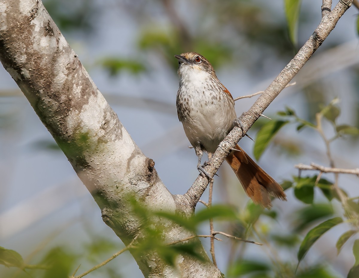 Chinchipe Spinetail - ML632342445