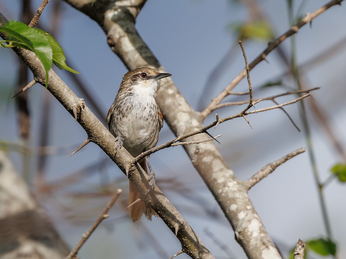 Chinchipe Spinetail - ML632342446