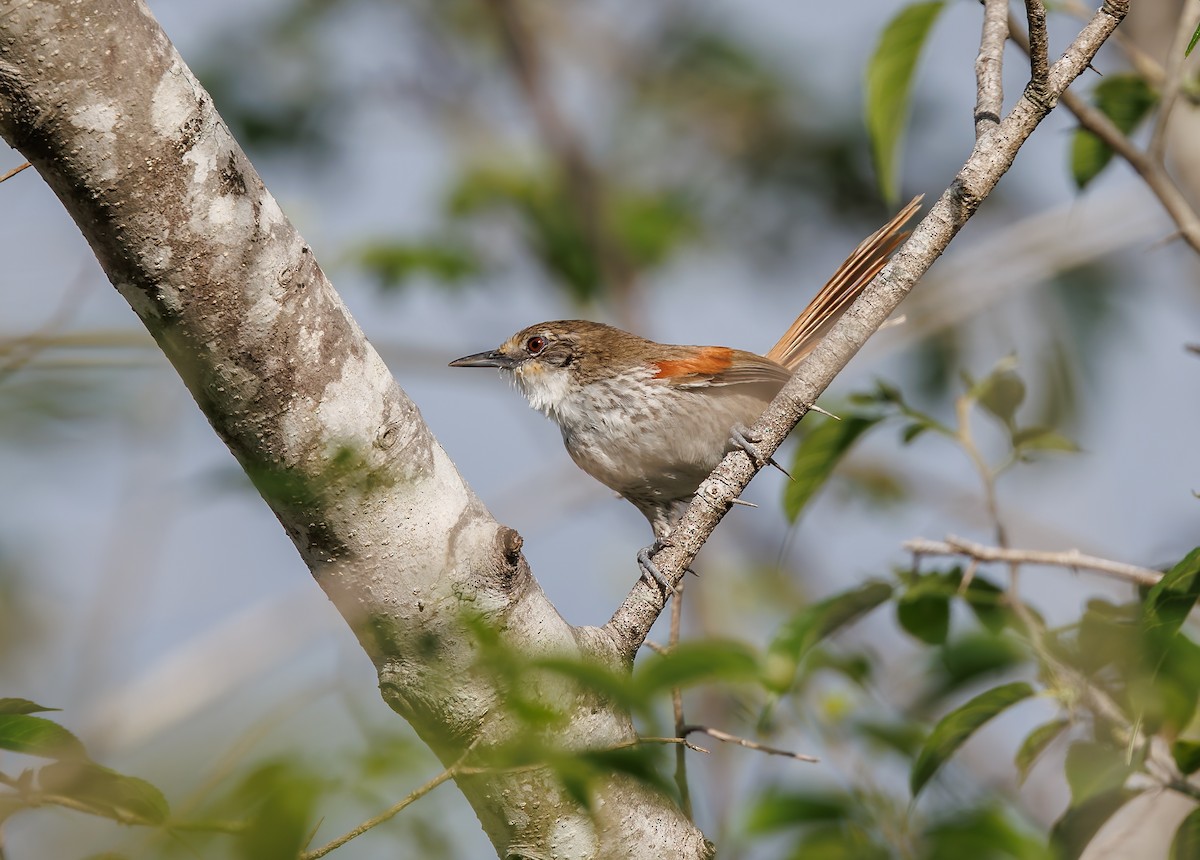 Chinchipe Spinetail - ML632342447
