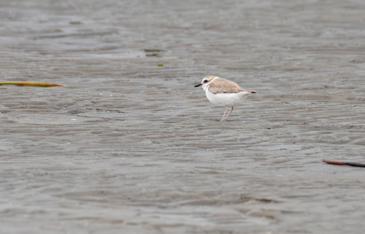 White-faced Plover - ML632342617