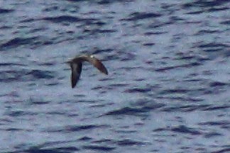 Collared Petrel (Magnificent) - ML632342625