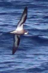 Collared Petrel (Magnificent) - ML632342626