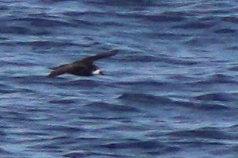 Collared Petrel (Magnificent) - ML632342628