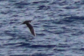 Collared Petrel (Magnificent) - ML632342630