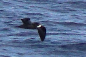 Collared Petrel (Magnificent) - ML632342631