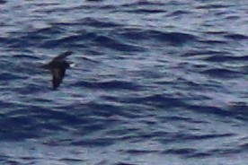 Collared Petrel (Magnificent) - ML632342632