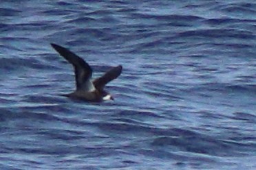 Collared Petrel (Magnificent) - ML632342633