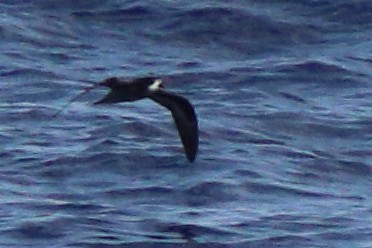Collared Petrel (Magnificent) - ML632342634