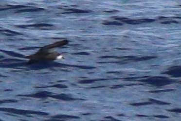 Collared Petrel (Magnificent) - ML632342635