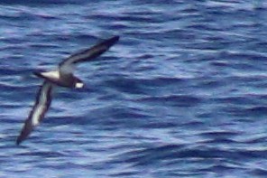 Collared Petrel (Magnificent) - ML632342636