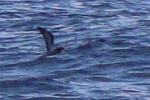 Collared Petrel (Magnificent) - ML632342637