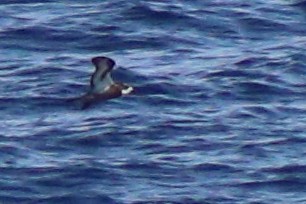 Collared Petrel (Magnificent) - ML632342638