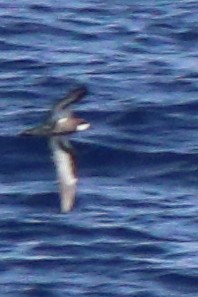 Collared Petrel (Magnificent) - ML632342639