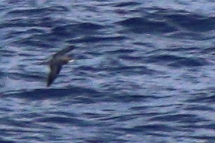 Collared Petrel (Magnificent) - ML632342640