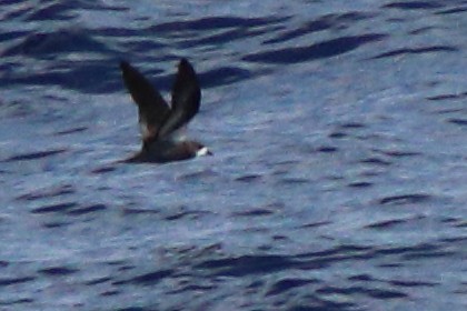 Collared Petrel (Magnificent) - ML632342641