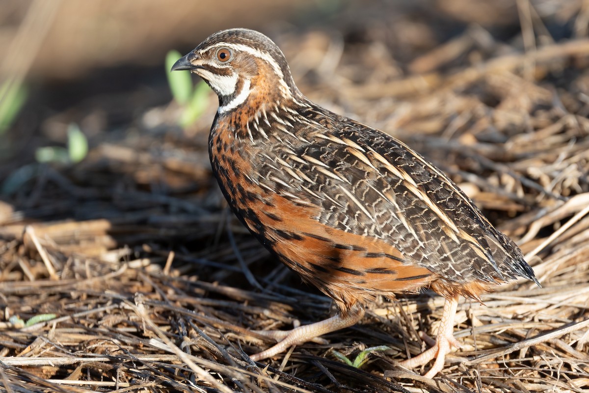 Harlequin Quail - ML632342656