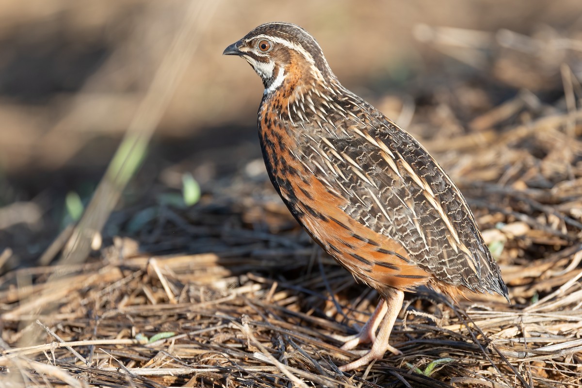 Harlequin Quail - ML632342657