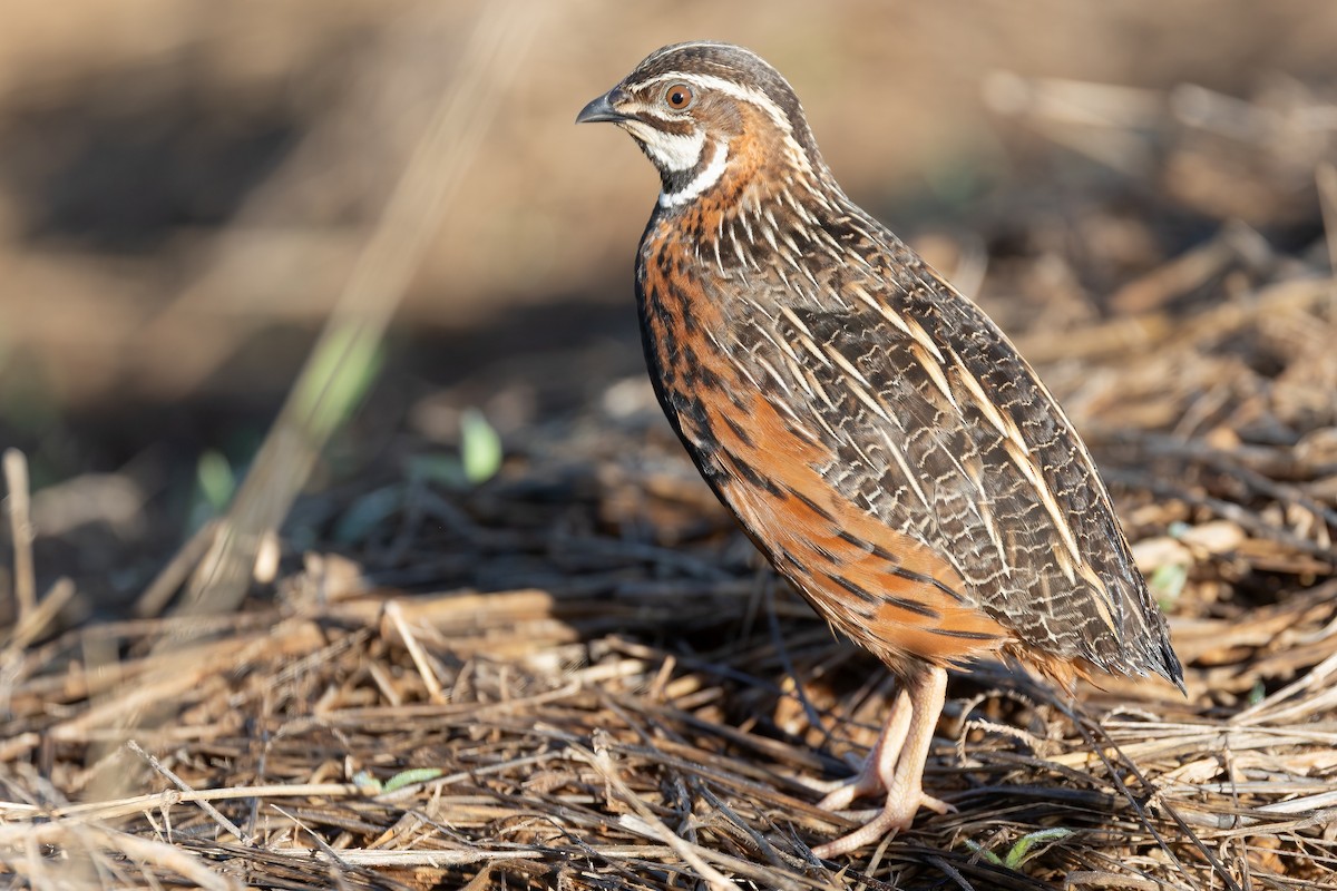Harlequin Quail - ML632342658