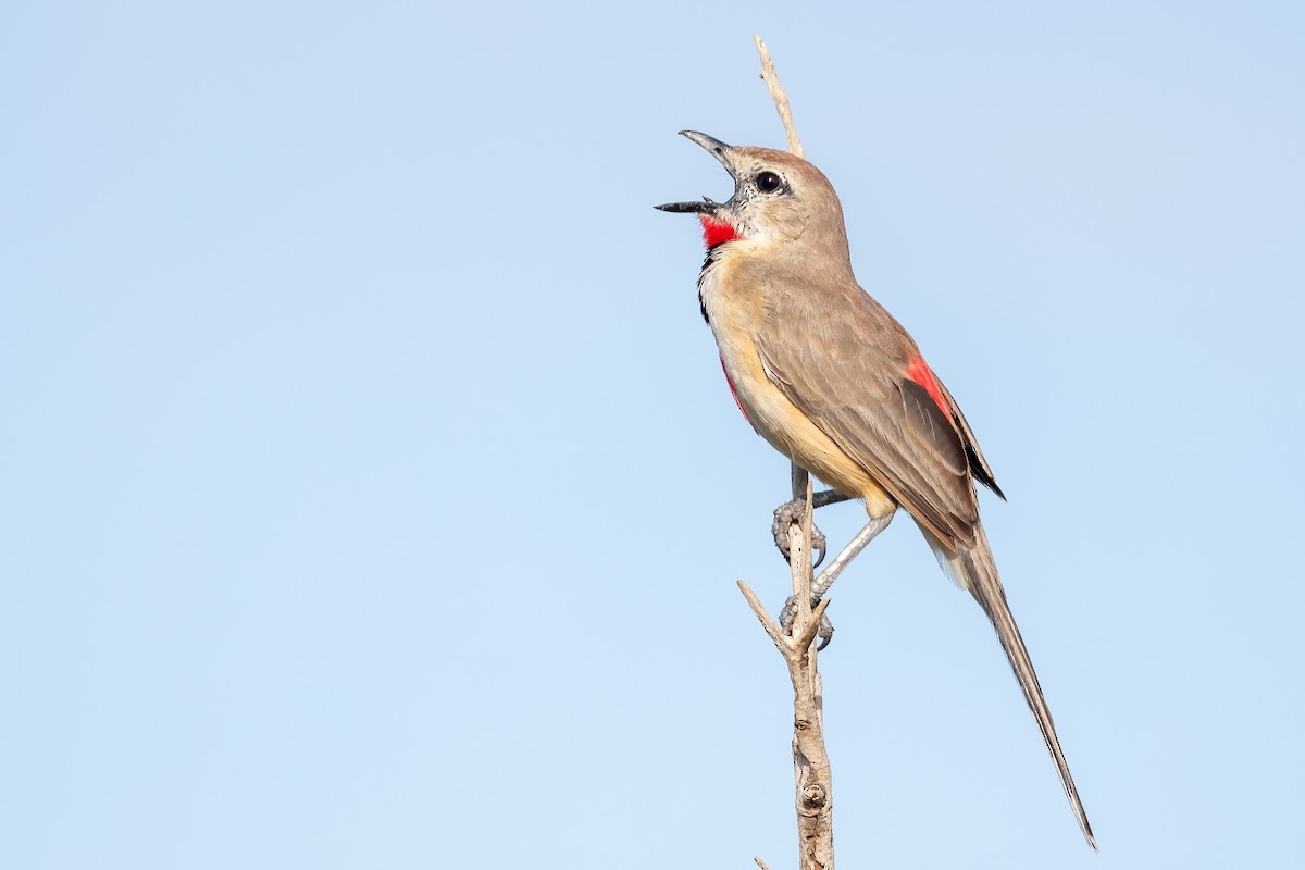 Rosy-patched Bushshrike - ML632342665