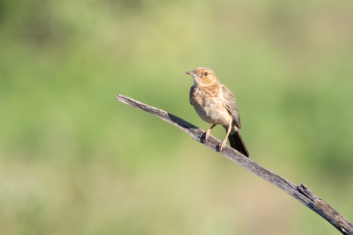 Pink-breasted Lark - ML632342669