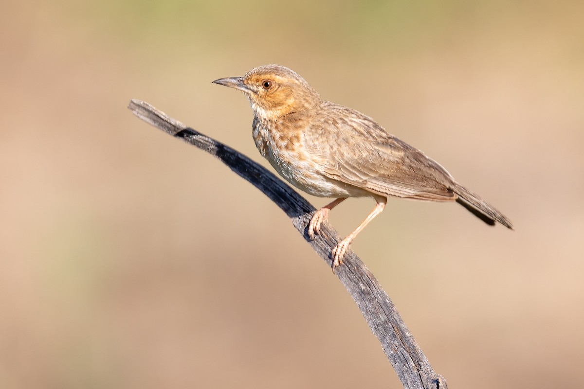 Pink-breasted Lark - ML632342670
