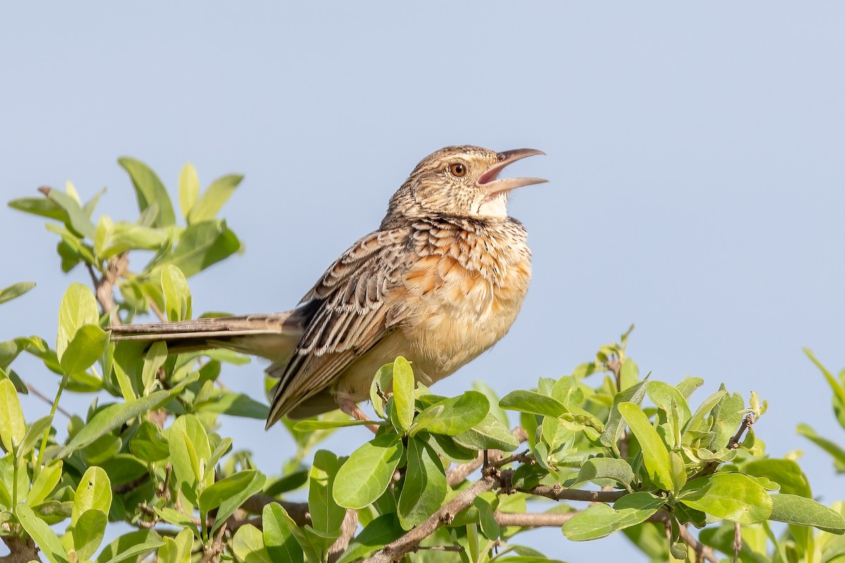 Red-winged Lark - ML632342676