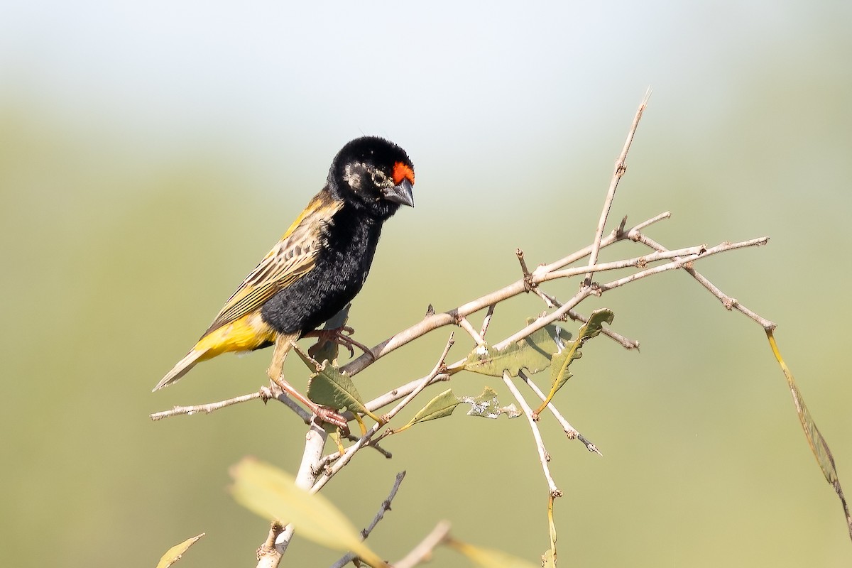 Fire-fronted Bishop - ML632342683