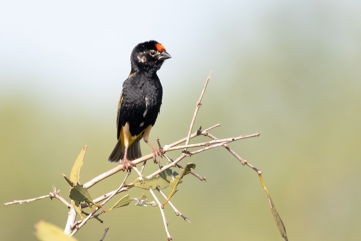 Fire-fronted Bishop - ML632342684