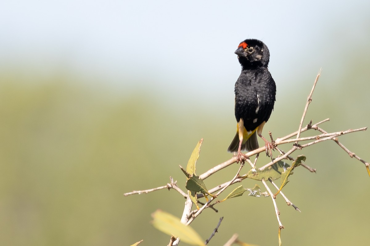 Fire-fronted Bishop - ML632342685