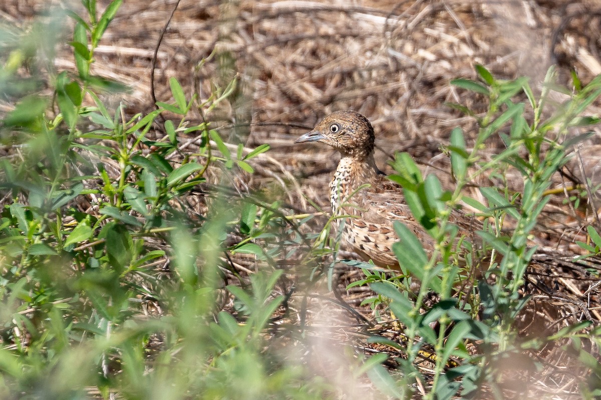 Small Buttonquail - ML632342693