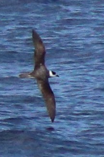 Vanuatu Petrel - ML632342703