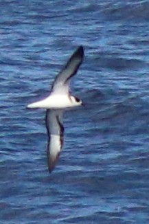 Vanuatu Petrel - ML632342705