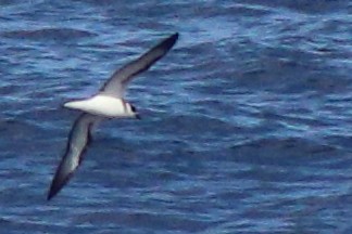 Vanuatu Petrel - ML632342706