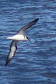 Vanuatu Petrel - ML632342707