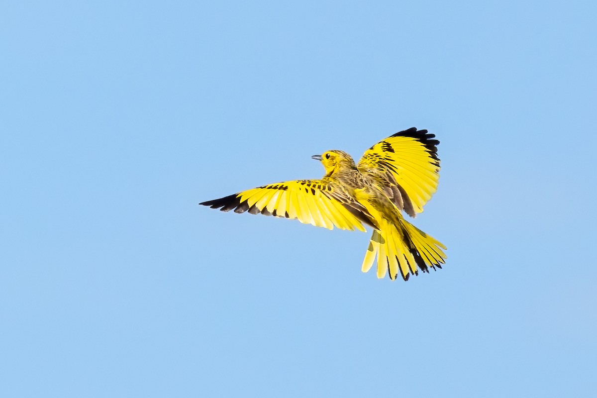 Golden Pipit - ML632342711