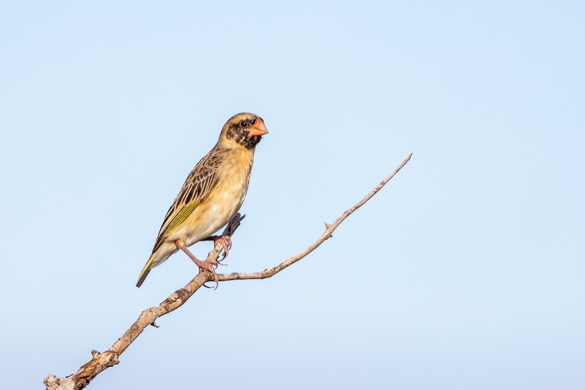 Red-billed Quelea - ML632342722
