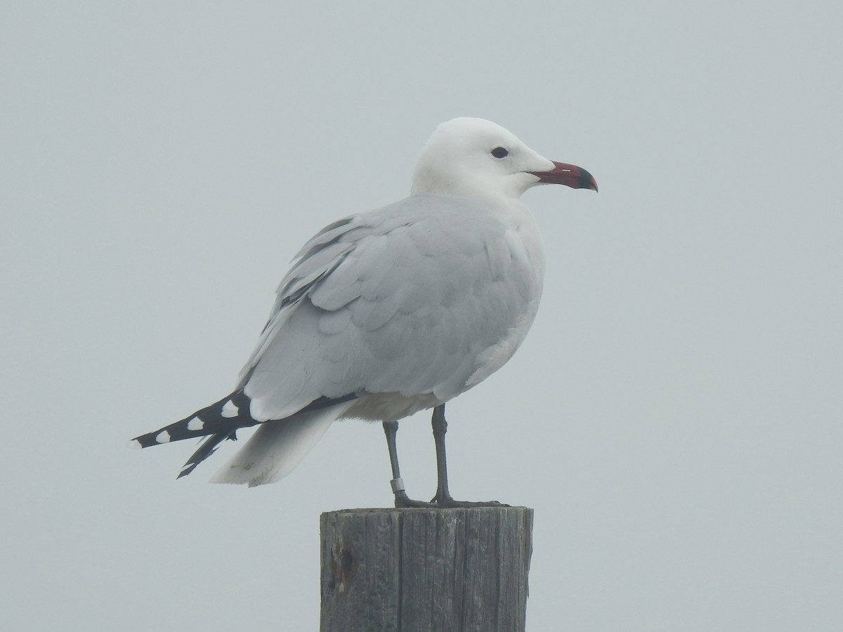 Audouin's Gull - ML632342953