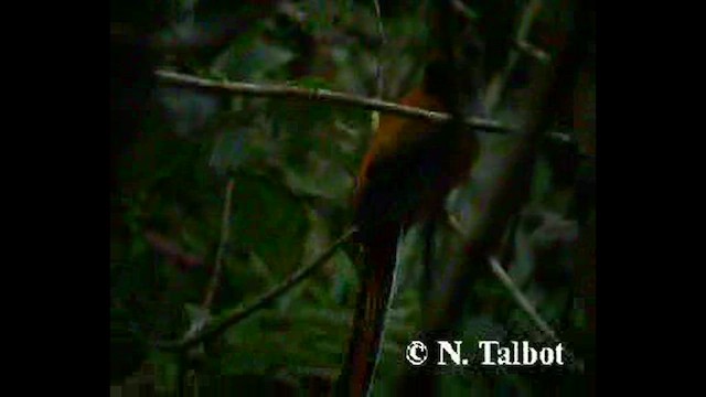Whitehead's Trogon - ML632342958