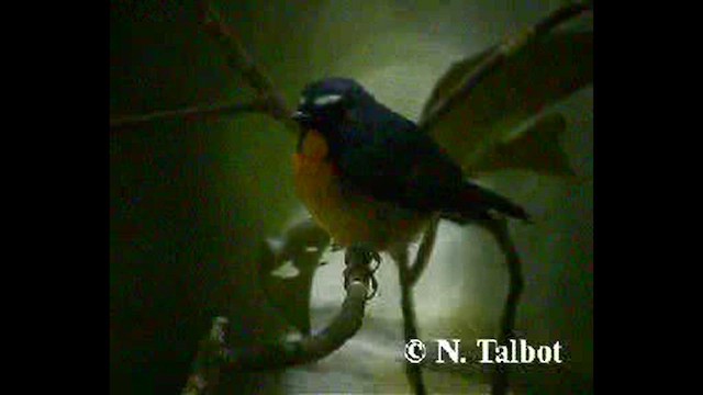 Snowy-browed Flycatcher - ML632343019