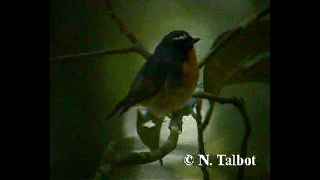 Snowy-browed Flycatcher - ML632343020