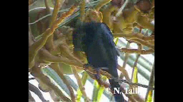 Malaienstar - ML632343114