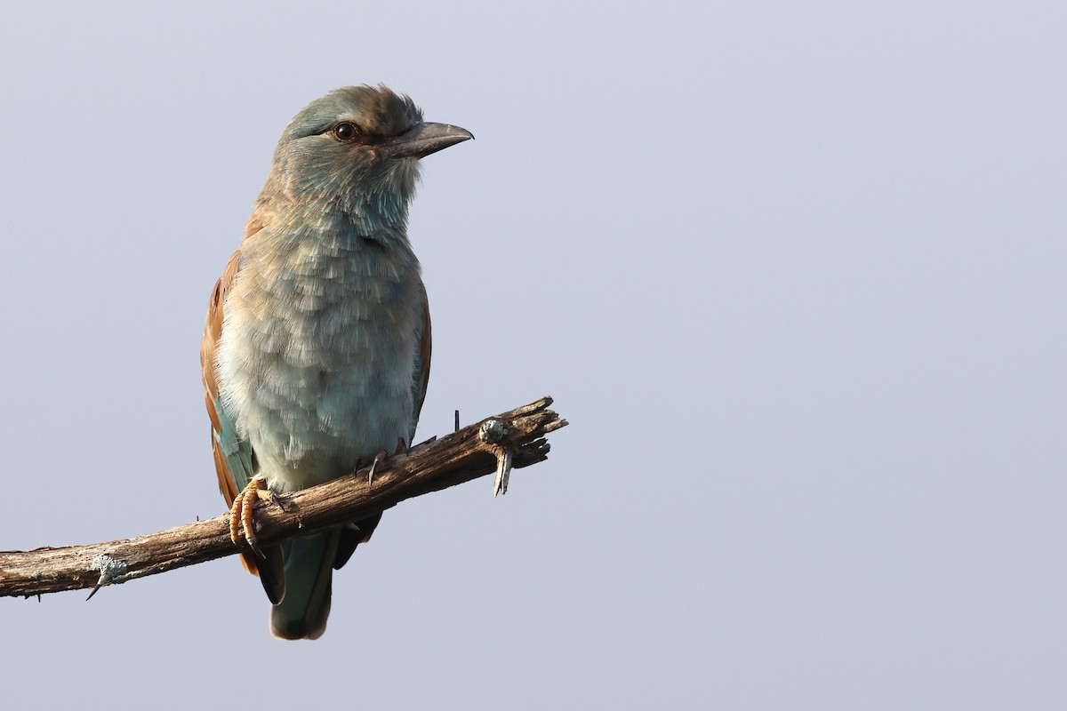 European Roller - ML632343186