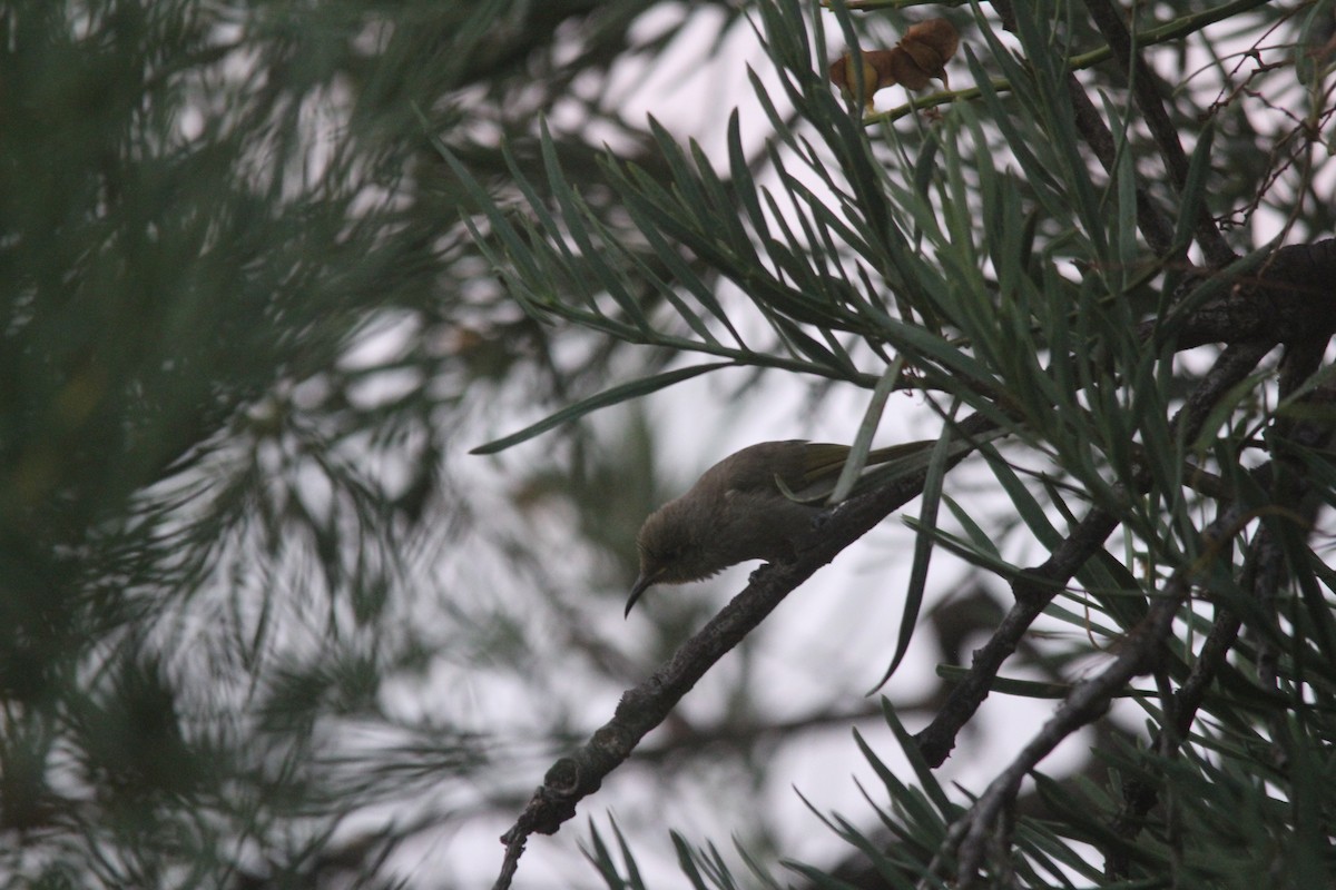 Brown Honeyeater - ML632343334