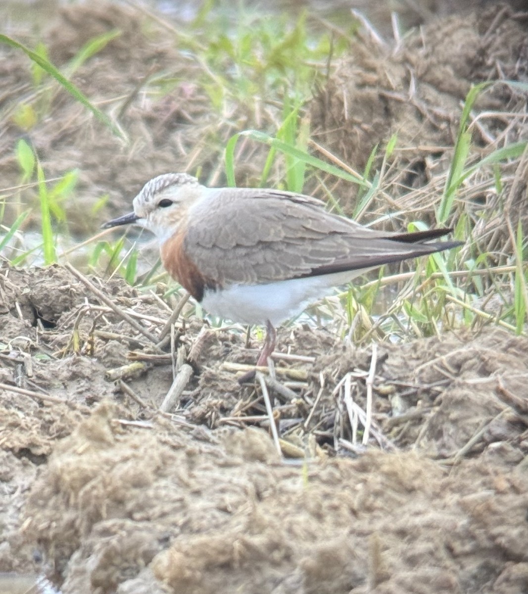 Oriental Plover - ML632343382