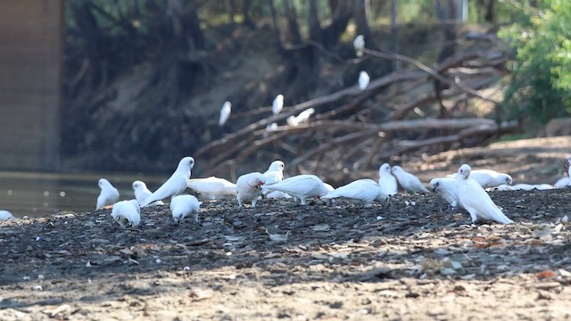 Little Corella - ML632343490